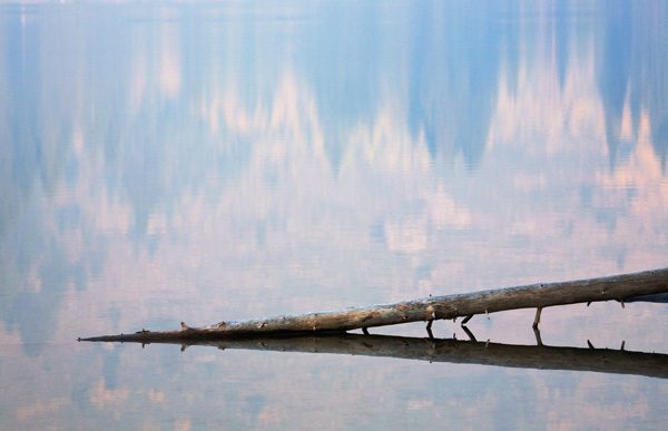 Snag, String Lake (photograph copyright Arthur Marshall)