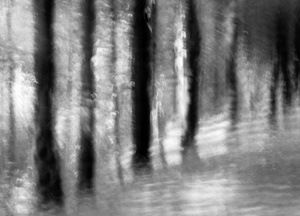 Shadow of a Forest (photograph copyright 2010 Arthur Marshall)