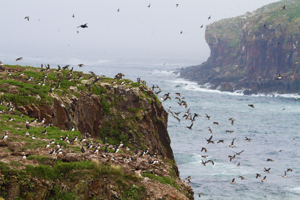 Whole Lot of Puffins (photo copyright 2015 Arthur D. Marshall)