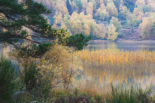 Loch Pityoulish (photograph copyright 2016 Arthur D. Marshall)